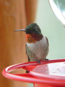 throat ruby birding hummingbird