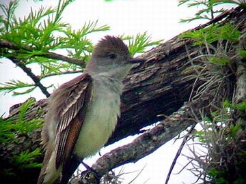 Brown Crested Flycatcher
